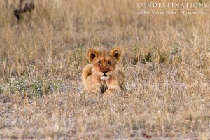 Lion cub born to Hercules lioness and Trilogy male