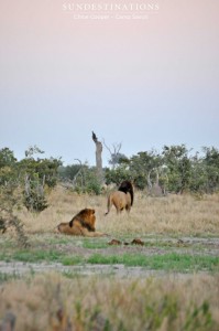 2 Male lions seen in the Savuti