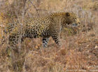 An unknown male leopard walks through the Klaserie