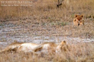 Lioness sleeps while cub lies in the distance