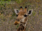 An incredible photo of a giraffe, up close and personal.