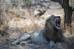 Trilogy male yawning