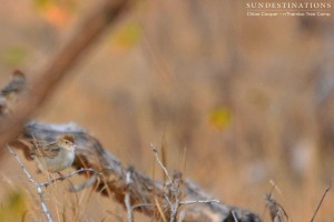 Rattling Cisticola