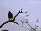 Lappet-faced vulture