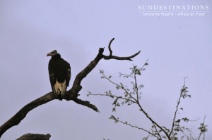 Lappet-faced vulture