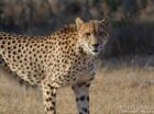 Cheetah is spotted while out on a game drive with Africa on Foot