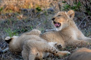 Stretching and yawning