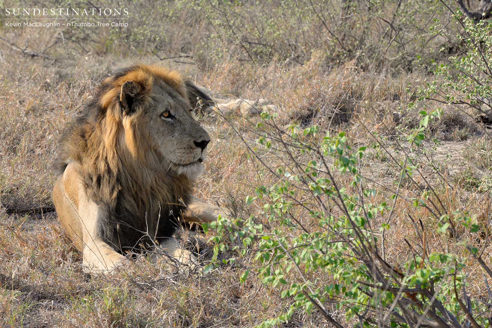 Three's a crowd: Trilogy male lions seen together again