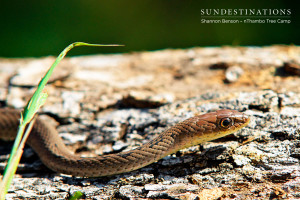 Olive Grass Snake nThambo