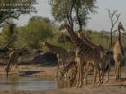 Tower of giraffe drinking