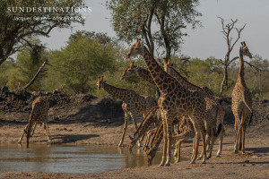 Tower of giraffe drinking