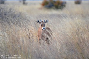 Baby gemsbok looks curiously at the vehicle