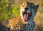 Male cheetah sleeping and yawning in the Sabi Sand