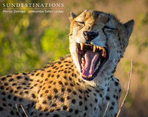 Male Cheetah