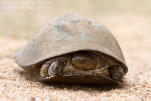 Marsh terrapin