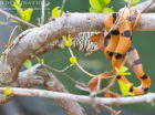 Eastern tiger snake eating monitor lizard