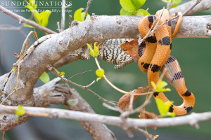 Eastern tiger snake eating monitor lizard