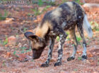 Curious wild dog after chasing a leopard