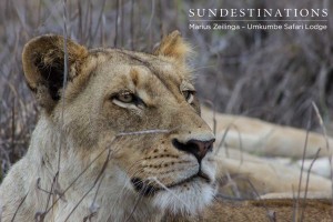 Southern Pride Lioness