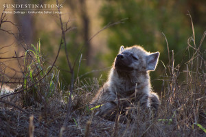 Hyena Cub