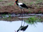 Saddlie-billed stork spotted at Umkumbe Safari Lodge