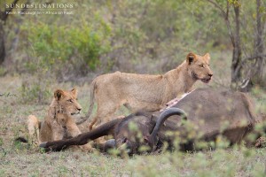 Cubs at the carcass