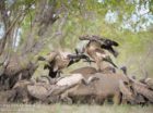 Vultures on the carcass