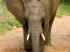 Elephant Digging for Water