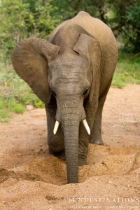 Elephant Digging for Water