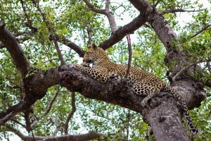 Kigelia in Tree