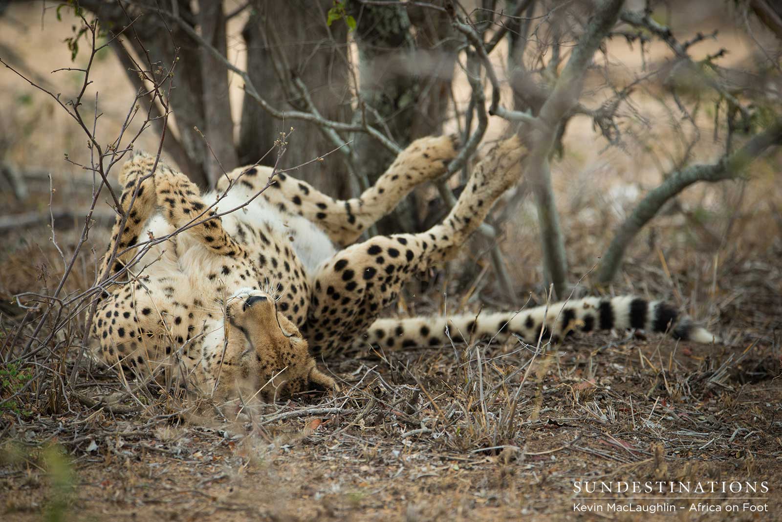 Solo Female Cheetah Spotted in Klaserie