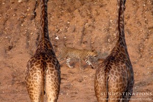 Giraffe Watch Leopardess