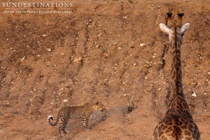 Leopard Comes to Drink