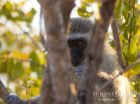 Vervet monkey peeks out through the branches of a tree