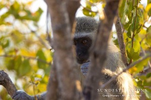 Vervet Monkey Hiding