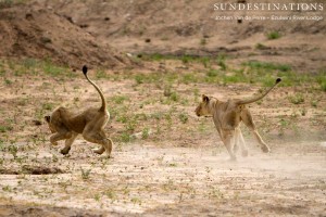 Sub-Adult Lions