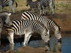 Striking zebra drink in unison at Umkumbe Safari Lodge