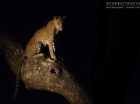 A defeated leopard recovers after losing her kill to a hyena