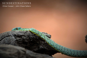 Spotted Bush Snake