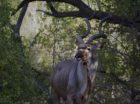 Kudu bull emerges from the thicket