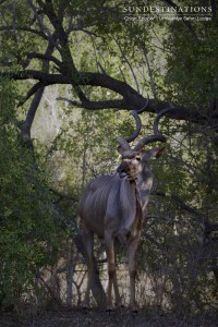 Kudu bull emerges from the thicket