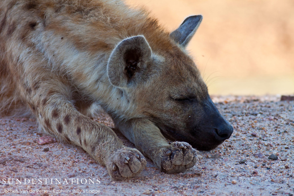 are hyenas apex predators