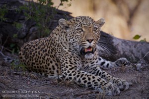 White Dam relaxing below her kill which is stashed in the tree above