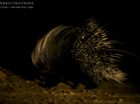 A nocturnal special: porcupine makes a brief and hurried appearance just outside Umkumbe