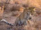 Unknown Leopardess Ezulwini