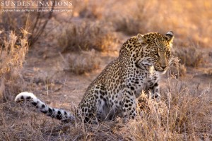 Unknown Leopardess Ezulwini