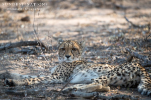 Cheetah Lying Down