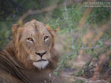 Remember when we reported seeing a lone male lion, wandering around the Klaserie, testing the waters and peering warily through the brush? He was said to belong to a pride in the Balule, but when we saw him he was alone. Well, now he is back, and this time he has 3 lionesses in tow! […]