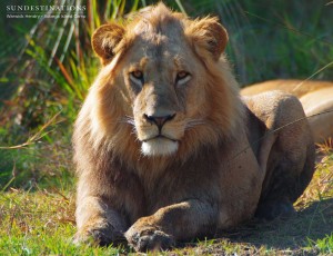 Swamp Lions in Botswana