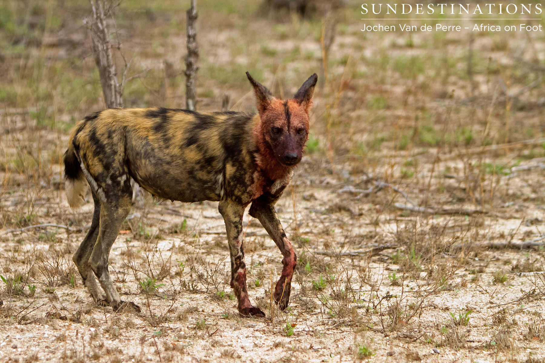african wild dogs eating